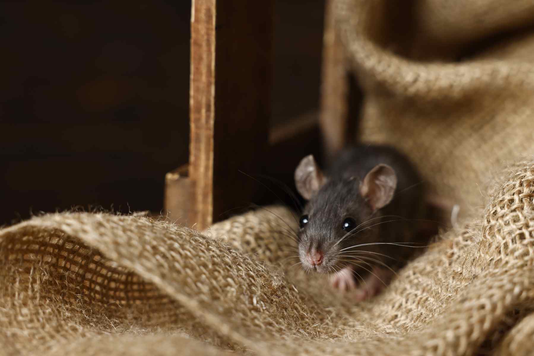grey-rat-on-burlap-fabric-in-wooden-crate-pest-co-2026-01-11-11-05-10-utc