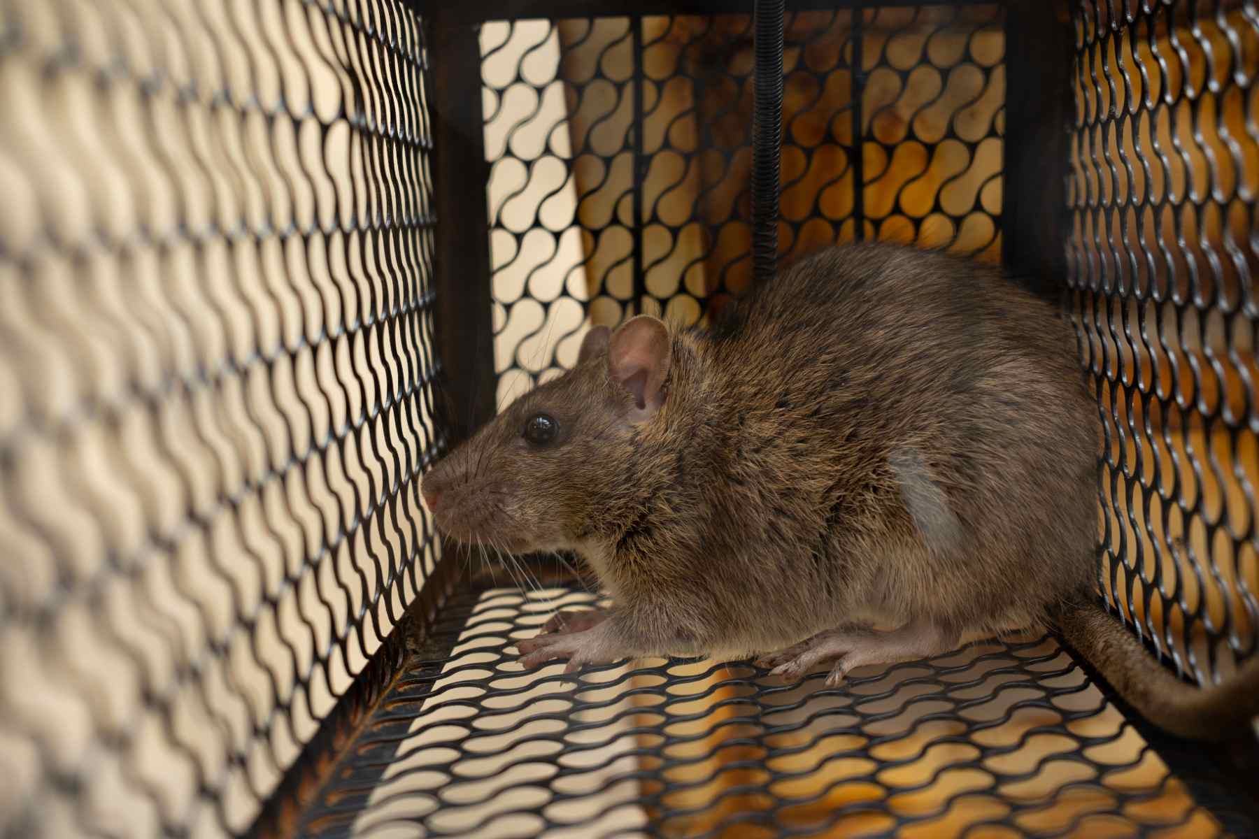 rat-trapped-in-an-iron-cage-2026-03-18-10-54-12-utc